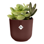 jazz round mini 7cm dark burgundy